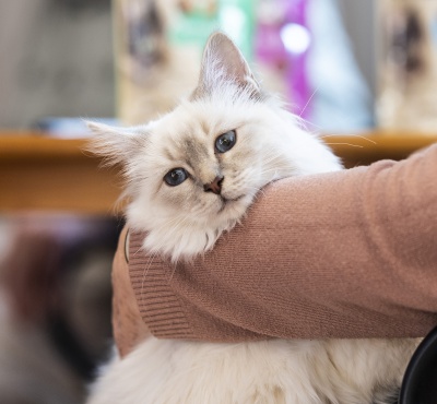 Ne každá kočka léčí. Felinoterapie není pro každého, varuje expert