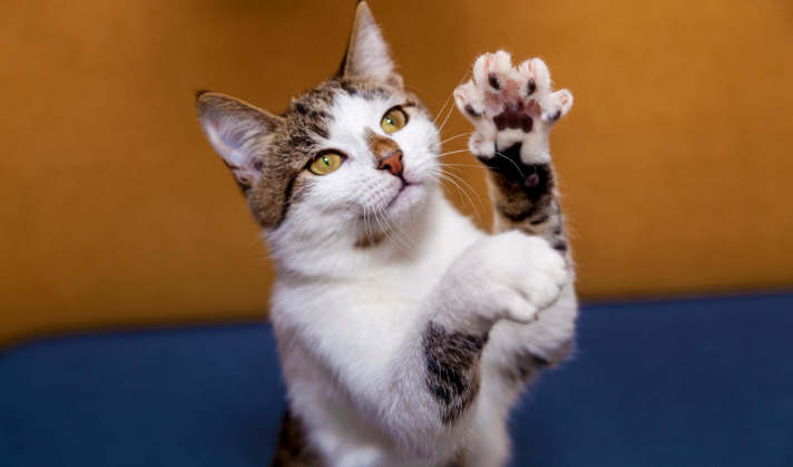 Bezobilné polštářky s hovězím a superpotravinami.