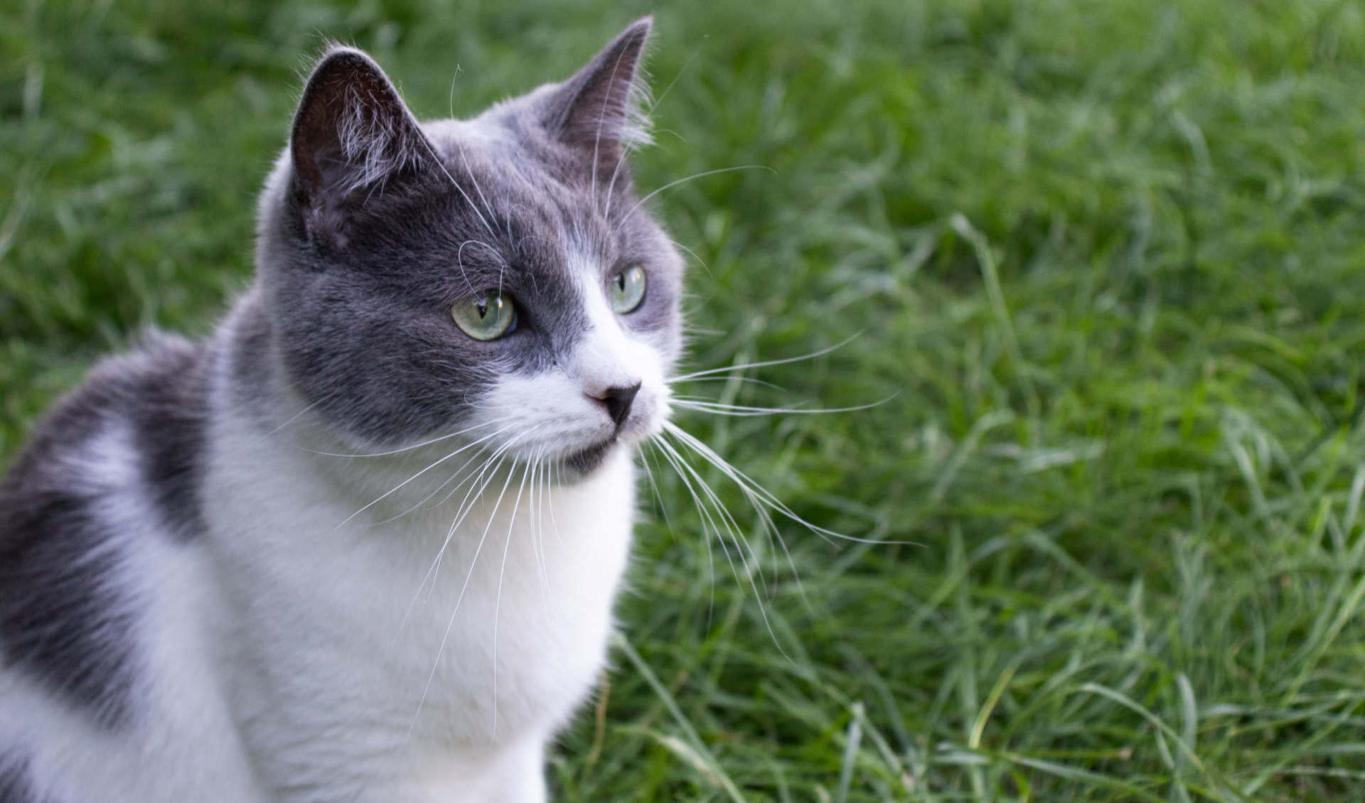 S čerstvým kuřecím pro&nbsp;dospělé kočky