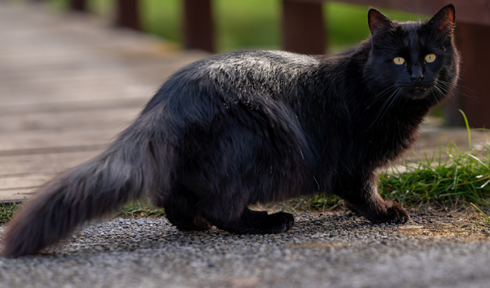 Mousse s hovězím, rajčetem&nbsp;a petrželkou