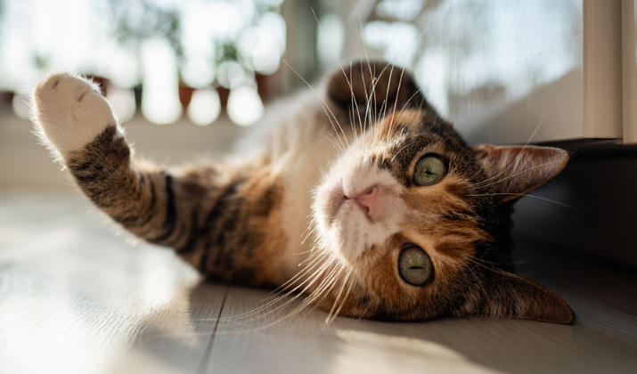 Mousse s lososem, špenátem&nbsp;a rozmarýnem