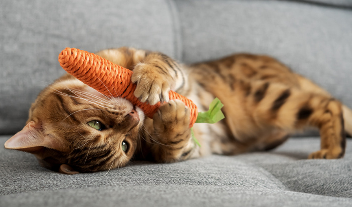 Mousse s kachním, brusinkami&nbsp;a tymiánem