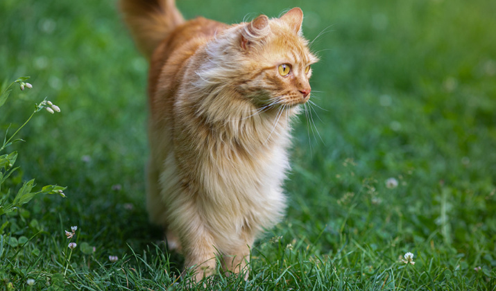 Mousse s krůtím, borůvkami&nbsp;a rakytníkem